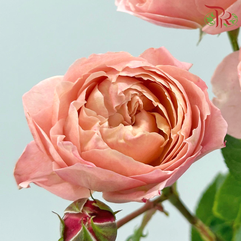 Rose Spray Butterfly - Juliet Tower (Per Bunch)