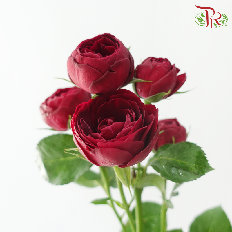 Rose Spray Butterfly - Mulberry Purple (Per Bunch)
