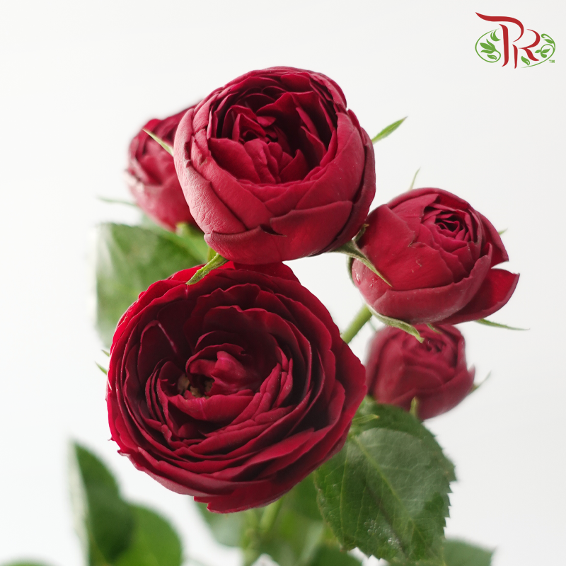 Rose Spray Butterfly - Mulberry Purple (Per Bunch)