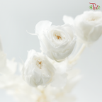 Preservative Rose Spray Bleached - White