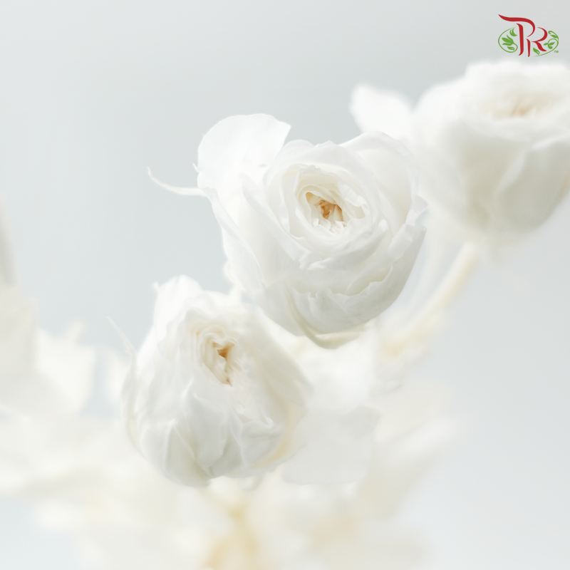 Preservative Rose Spray Bleached - White