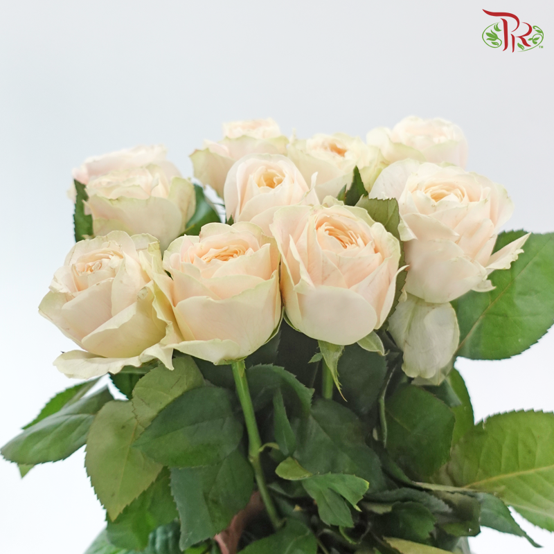 Rose Juliet - Theresa / Elena (10 Stems)