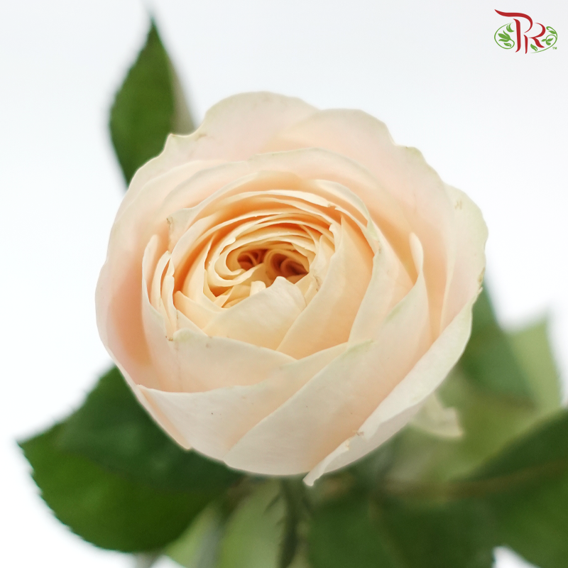 Rose Juliet - Theresa / Elena (10 Stems)