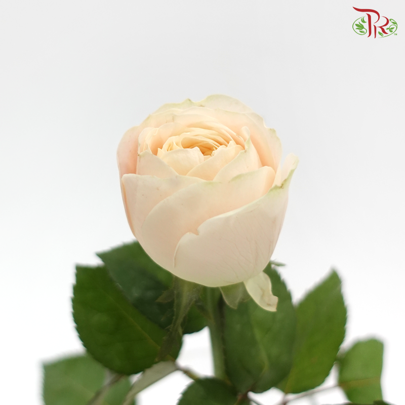 Rose Juliet - Theresa / Elena (10 Stems)