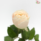 Rose Juliet - Theresa / Elena (10 Stems)
