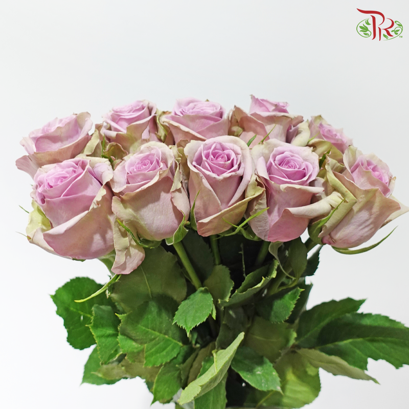 Rose (50cm) - Samantha Bridal (10 Stems)