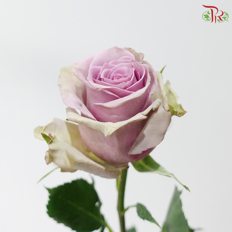 Rose (50cm) - Samantha Bridal (10 Stems)