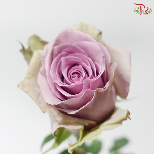 Rose (50cm) - Samantha Bridal (10 Stems)