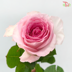 Rose - Roselle (10 Stems)