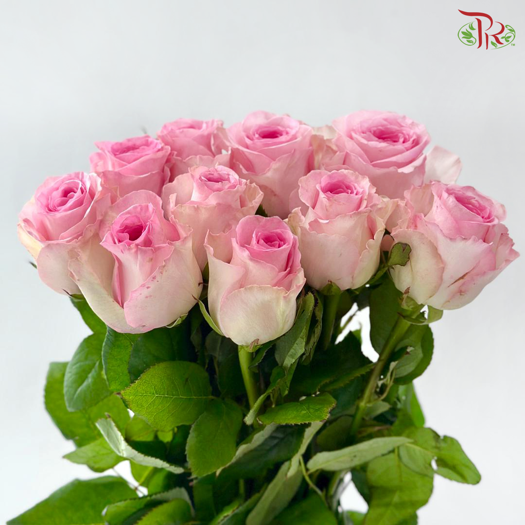 Rose - Roselle (10 Stems)