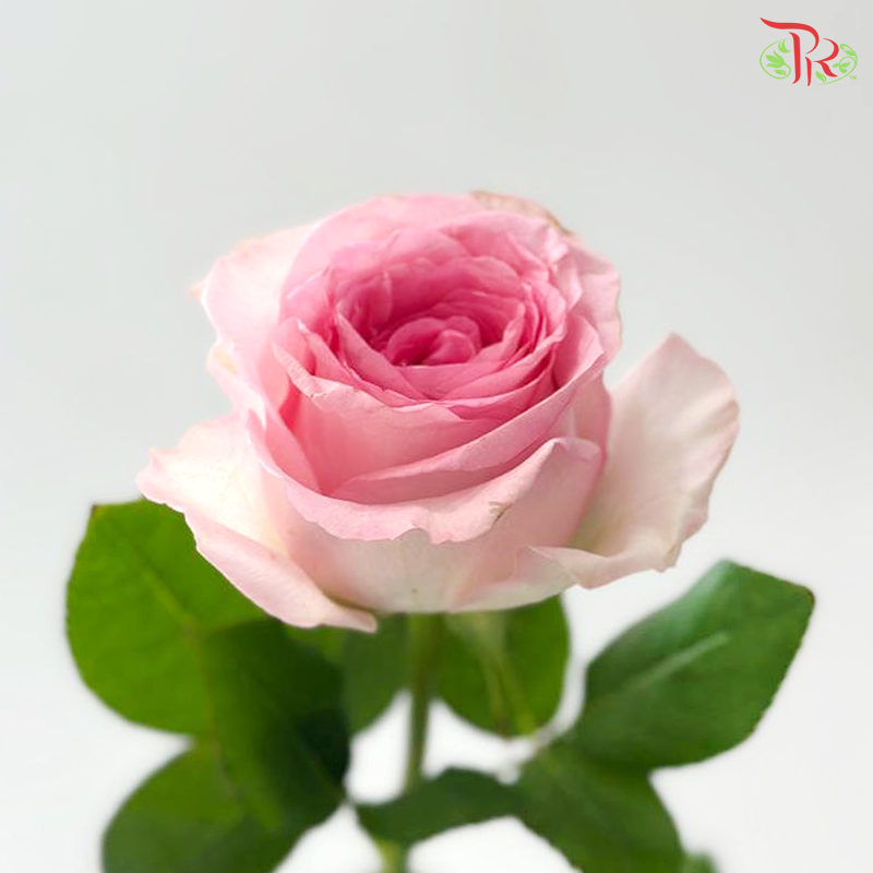 Rose - Roselle (10 Stems)