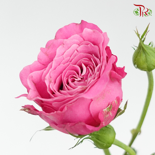 Rose Spray- Sauvignon Blanc (10 Stems) - Pudu Ria Florist