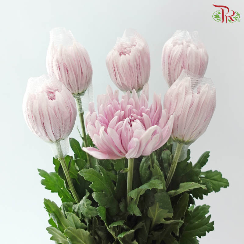 Anastasia / Net Mum Chrysanthemum - Rossano Pastel Purple (6 Stems)