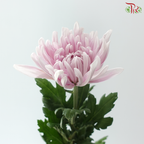 Anastasia / Net Mum Chrysanthemum - Rossano Pastel Purple (6 Stems)