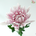 Anastasia / Net Mum Chrysanthemum - Rossano Pastel Purple (6 Stems)