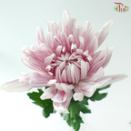Anastasia / Net Mum Chrysanthemum - Rossano Pastel Purple (6 Stems)