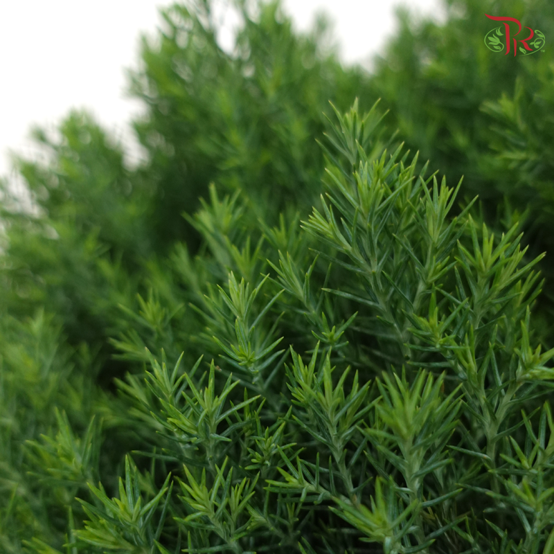 Round Juniperus P350《真柏》