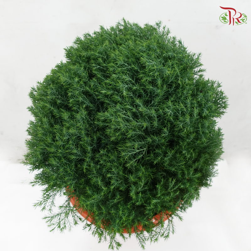 Round Juniperus P350《真柏》