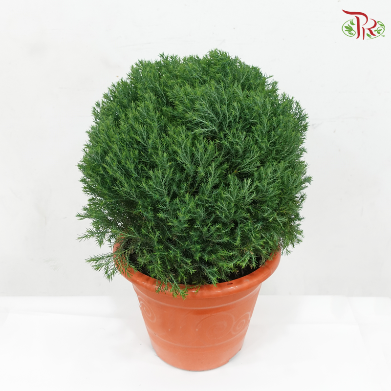Round Juniperus P350《真柏》