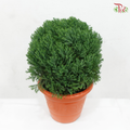Round Juniperus P350《真柏》
