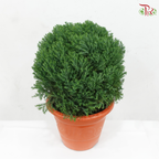 Round Juniperus P350《真柏》