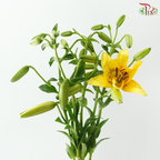 Tiger Lily Lancifolium (3/4+) - Royal Princess (5 Stems)