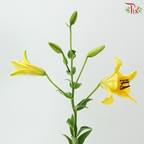 Tiger Lily Lancifolium (3/4+) - Royal Princess (5 Stems)