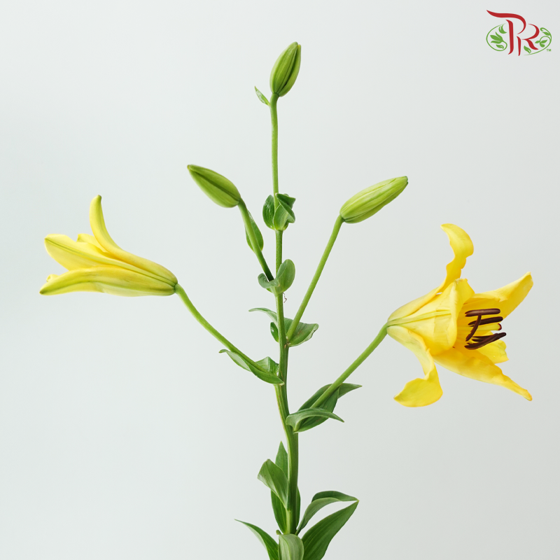 Tiger Lily Lancifolium (3/4+) - Royal Princess (5 Stems)