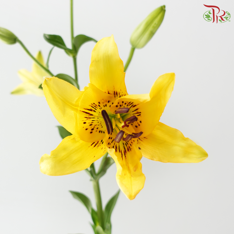 Tiger Lily Lancifolium (3/4+) - Royal Princess (5 Stems)