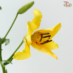 Tiger Lily Lancifolium (3/4+) - Royal Princess (5 Stems)