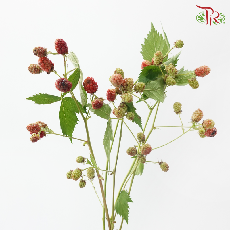 Rubus Raspberry (5 Stems)