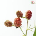 Rubus Raspberry (5 Stems)