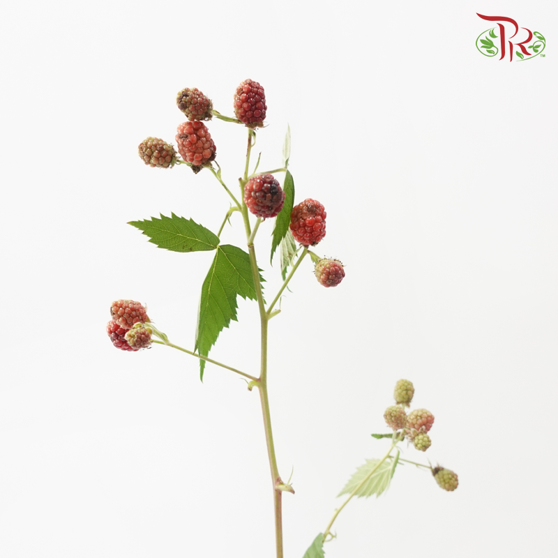 Rubus Raspberry (5 Stems)