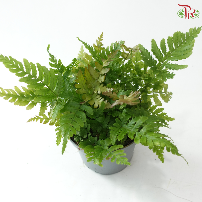 Rumohra P120《革叶蕨》Y05