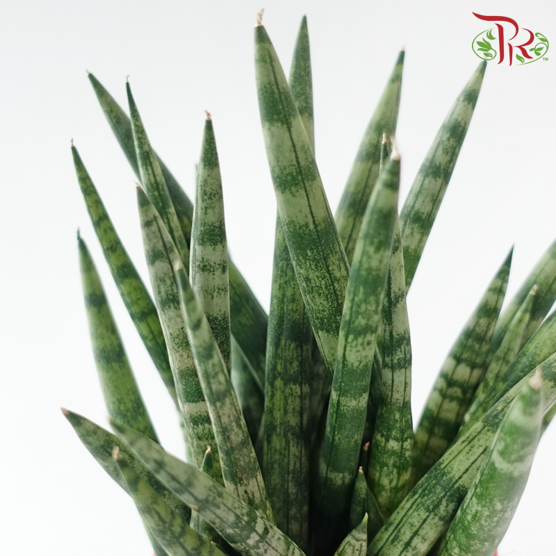 Sansevieria Cylindrical P120《圆叶虎尾兰》