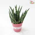 Sansevieria Cylindrical P120《圆叶虎尾兰》