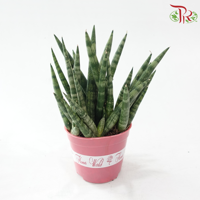 Sansevieria Cylindrical P120《圆叶虎尾兰》