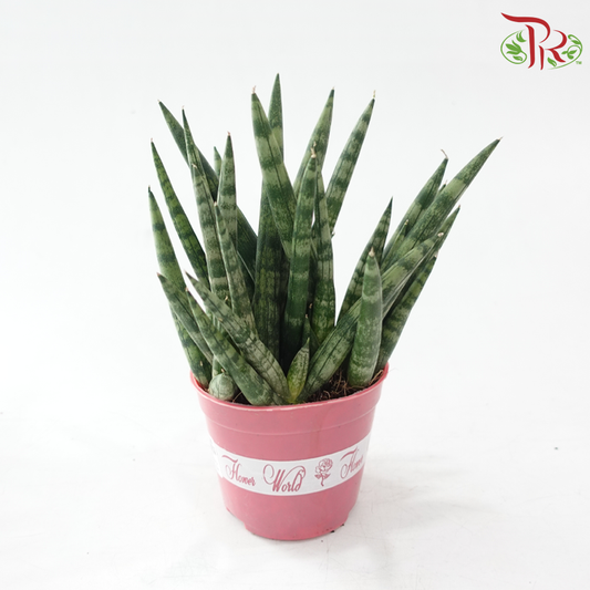 Sansevieria Cylindrical P120《圆叶虎尾兰》