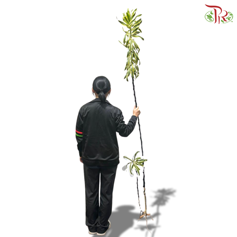 【5-6FT】 Song Of India 《富贵千年木》- Wire With Black Stem (Per Stem)