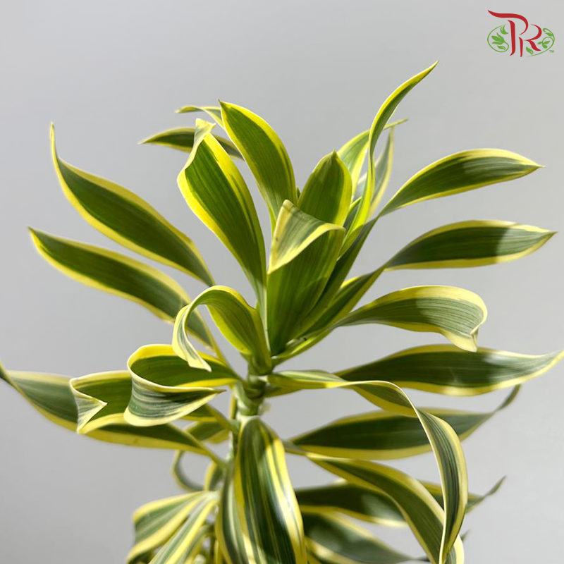 【5-6FT】 Song Of India 《富贵千年木》- Wire With Black Stem (Per Stem)