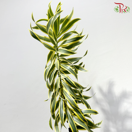 【5-6FT】 Song Of India 《富贵千年木》- Wire With Black Stem (Per Stem)