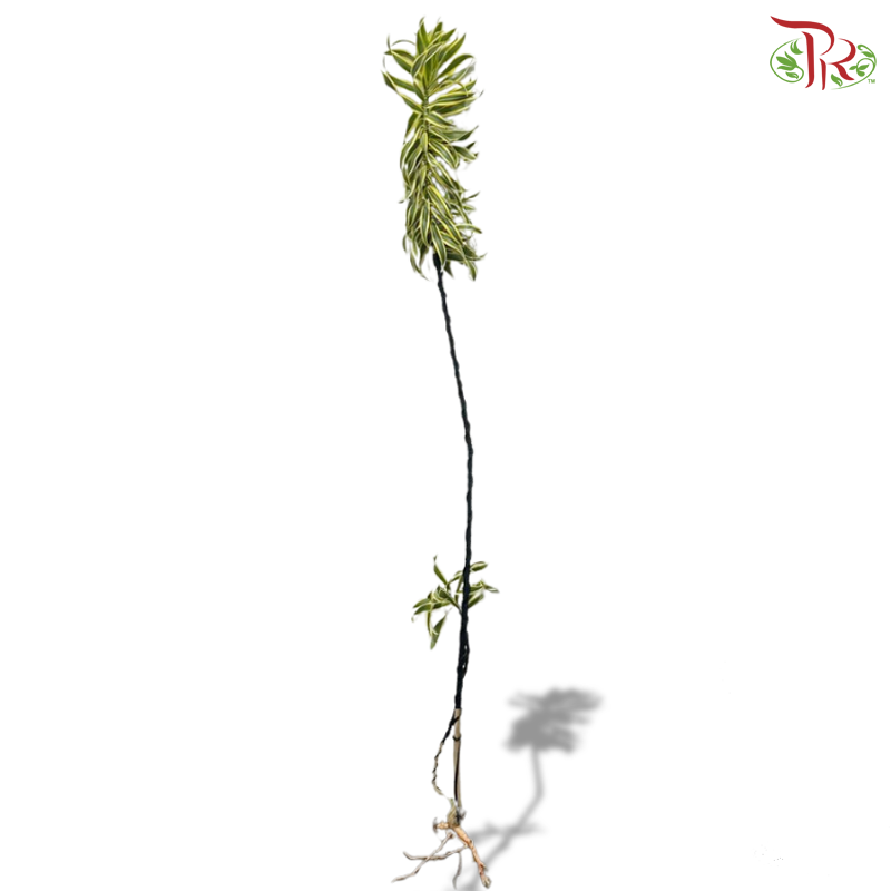 【5-6FT】 Song Of India 《富贵千年木》- Wire With Black Stem (Per Stem)