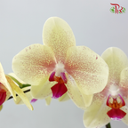 Big Single Stem Phalaenopsis Orchid - Yellow With Pink Lips (SRM1351) (Without Pot)
