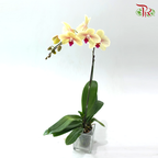 Big Single Stem Phalaenopsis Orchid - Yellow With Pink Lips (SRM1351) (Without Pot)