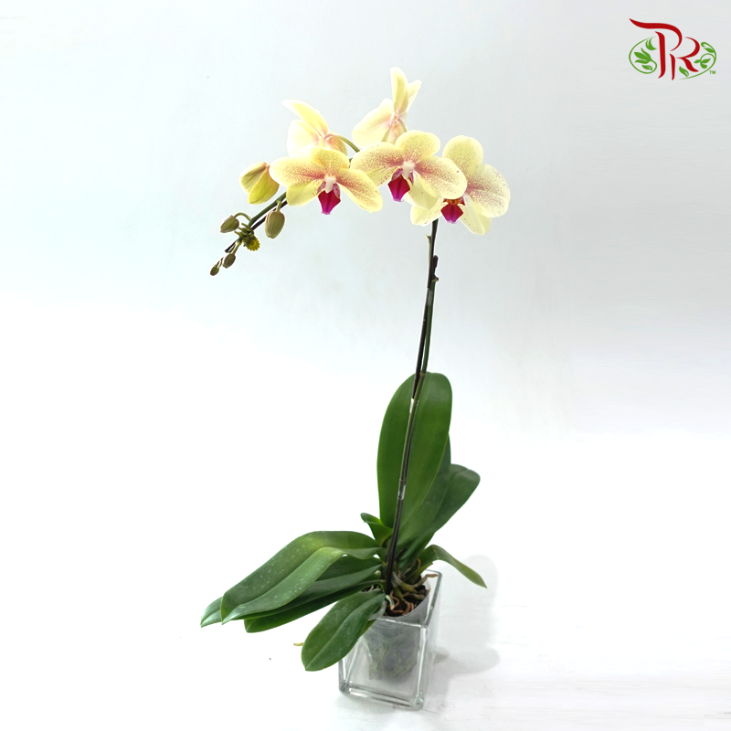 Big Single Stem Phalaenopsis Orchid - Yellow With Pink Lips (SRM1351) (Without Pot)