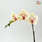 Big Single Stem Phalaenopsis Orchid - Yellow With Pink Lips (SRM1351) (Without Pot)