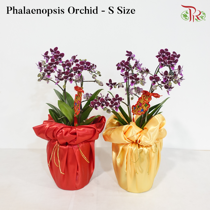 【CNY 2026】A Blossom Welcomes Spring 《一花迎春》(Random Choose Orchid Color) (With Orchid Size & Color Option)