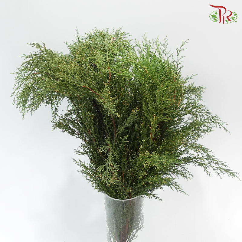 Sabina Leaf 圆柏 (Per Bunch)