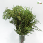 Sabina Leaf 圆柏 (Per Bunch)
