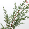 Sabina Leaf 圆柏 (Per Bunch)